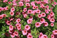 The Million Bells Mango Tangerine is a great thriller or spiller choice for hanging baskets. (Photos by Gary Bachman)