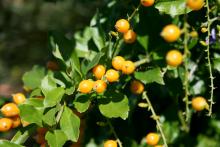 Duranta's yellow-orange fruit color provides a fantastic contrast to its flowers, as they are often seen together through the season. (Photo by MSU Extension Service/Gary Bachman)