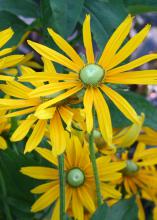 Irish Eyes is a black-eyed Susan variety that has a center cone of emerald green instead of black or dark brown. (Photo by MSU Extension Service/Gary Bachman)