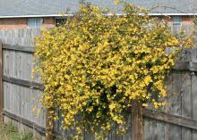 Yellow jasmine is one of the most reliable early signs of spring and is native all over the Southeast. The plant seemingly grows up and over almost anything that will support its vine-like growth habit, and in full sun it can be trained to grow on a trellis or as a ground cover. (Photo by MSU Ag Communications/Gary Bachman)