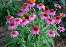 Pow Wow Wild Berry coneflower is a 2014 Mississippi Medallion winner. It stands only about 20 inches tall and has superior branching that keeps it blooming continuously. (Photo by MSU Extension Service/Gary Bachman)