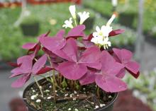 Mississippi State University Bulldog fans can find plenty of uses for the maroon foliage of the Charmed series of Oxalis called Wine. The white flowers of this shamrock almost shine against the dark foliage. (Photo by MSU Extension Service/Gary Bachman)