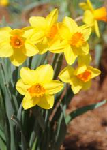 Brightly colored daffodils are a welcome sight in gardens and landscapes when spring temperatures are still low. (Photo by MSU Ag Communications/Kat Lawrence)