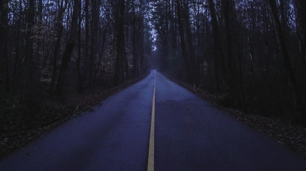 wooded paved road at dusk