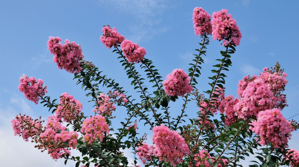 crape myrtle blooms