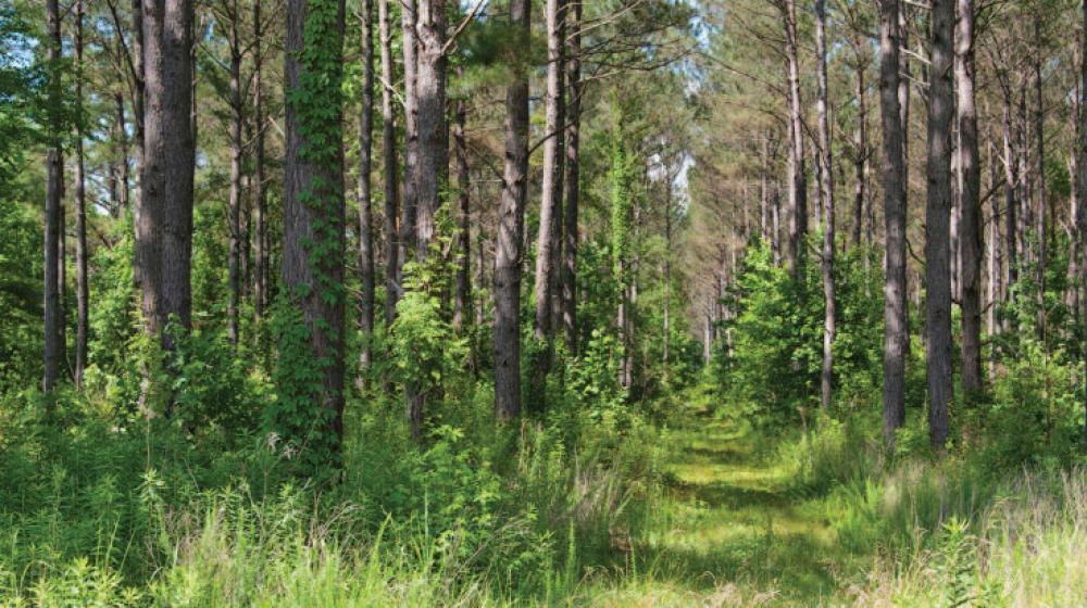 A green forest of trees.