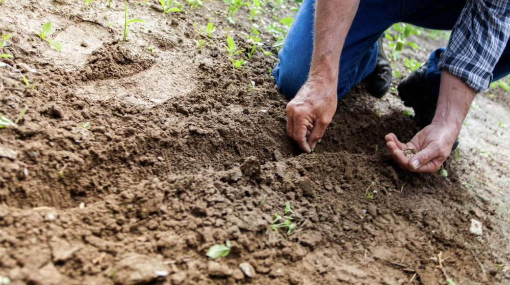 A man plants seeds in a garden row.