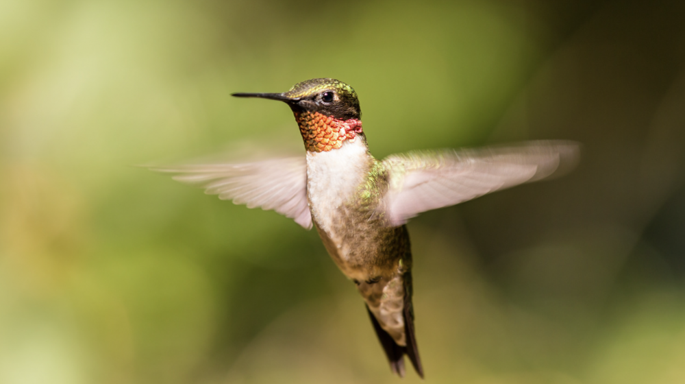 Hummingbird.