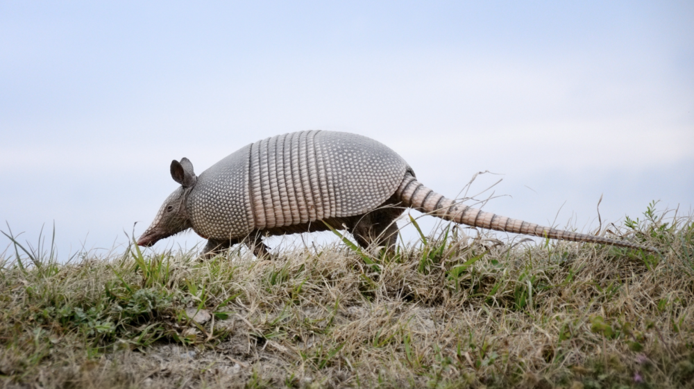 Nine-banded armadillo 