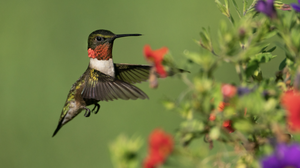 Hummingbird next to red flowers.