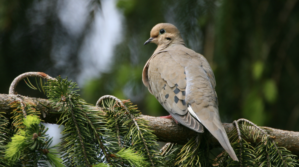 Mourning Dove on a branch.