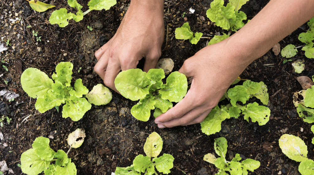 Person planting vegetables. 