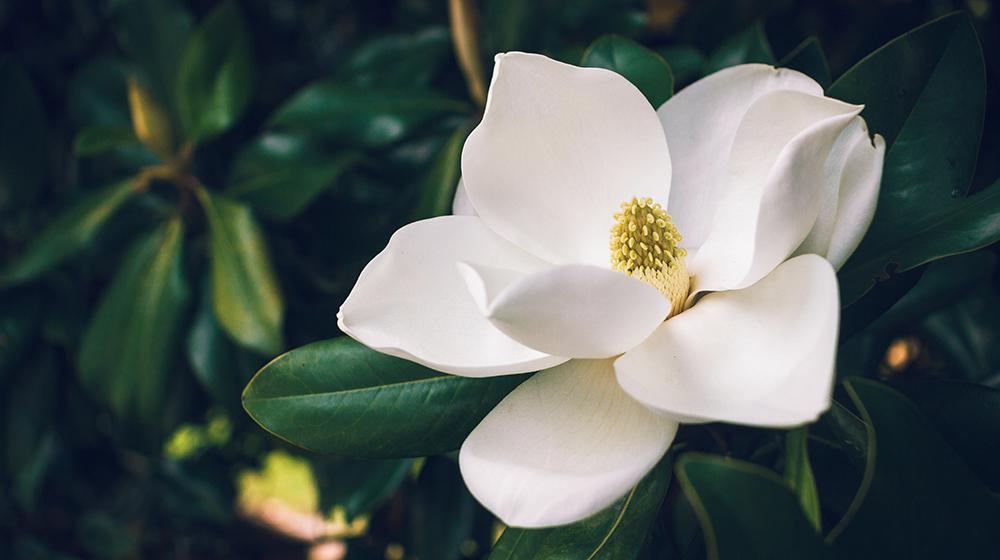 Magnolia bloom with dark green leaves.