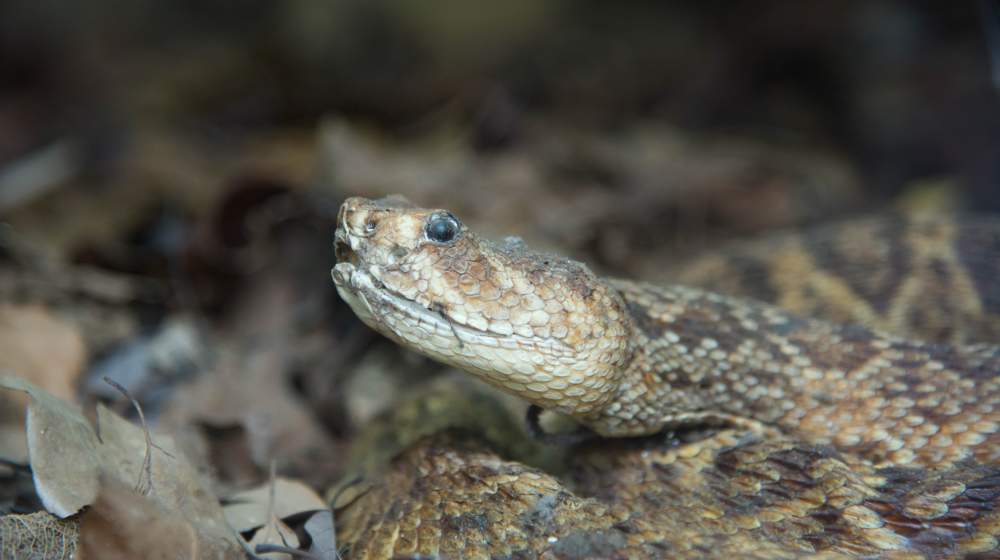 A diamondback rattlesnake