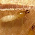 Formosan termite