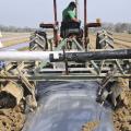 Juan Salinas drives the tractor that spreads black plastic over the row of bedded sweet potatoes in late March. A few inches of soil is placed over potatoes, and they are covered with black plastic until the plants begin to emerge from the soil.