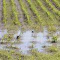 Ongoing rains are flooding fields, delaying planting and postponing needed management such as weed control. This south Monroe County corn field was flooded by late April storms. (Photo by Scott Corey)