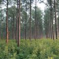 Forestry is Mississippi's second-largest agricultural commodity, with a preliminary year-end harvest value estimated at $1.04 billion. (Photo by Ray Iglay)