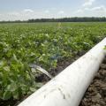 Mississippi State University scientists are evaluating a free software tool that can increase irrigation efficiency for the state's soybean producers. PHAUCET, or Pipe Hole and Universal Crown Evaluation Tool, has the potential to reduce water pumped from the Delta's underground water supply. (MSU Ag Communications/File Photo)