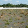 The rooftop gardens at the Gulfport Armed Forces Retirement Home were struggling before horticulture scientists at Mississippi State University planned and implemented a new maintenance plan. (MSU Ag Communications/Submitted photo)