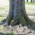 Trunk flare, or the part of the tree that meets the roots, is easily detectable on mature trees, such as this oak on the Mississippi State University campus on Feb. 6, 2013. On young trees trunk flare is less prominent but visible, and this part of the tree should always remain above the soil. (Photo by MSU Ag Communications/Scott Corey)