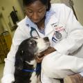 Dr. Talisha Moore, a former Freeman scholarship recipient and current intern at Mississippi State University's College of Veterinary Medicine, cares for patients and works to recruit minority students to the veterinary profession. (Photo by MSU College of Veterinary Medicine/Tom Thompson)