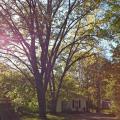 Correctly placed trees can provide beauty and shade to houses, add value and reduce the amount of money spent each year on air conditioning. (Photo by MSU Landscape Architecture/Bob Brzuszek)