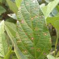 Frogeye leaf spot fungus, such as the specimen seen on this leaf, causes serious yield losses when not treated in soybeans. Mississippi State University is surveying to monitor and limit the increasing resistance of the fungus to the strobilurin class of fungicides commonly used for late-season disease management in soybean fields. (Photo by MAFES/Sead Sabanadzovic)