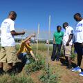 Wingfield High School football team members learn about gardening on Sept. 22, 2013, at Foot Print Farms in Jackson. Eric Hunter Jr., a strong safety, assists Mississippi State University research professor and 4-H volunteer Bill Evans as they string tomato plants. Hinds County 4-H agent Rocheryl Ware discusses the club project with Dwight Henry, a defensive tackle, while Antonio Wilks Jr., defensive end, observes. (Photo by Clarion-Ledger/Joe Ellis)