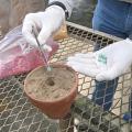 Mississippi State University performs tests and accumulates data on numerous seed varieties each year to help farmers in their planting decisions. These corn seeds were being planted in an MSU lab on Nov. 18, 2014. (Photo by MSU Ag Communications/Kat Lawrence)