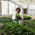 Sanitra Lawrence, a senior from Starkville majoring in horticulture at Mississippi State University, inspects poinsettias for whiteflies at a greenhouse. (Photo by MSU Ag Communications/Kevin Hudson)