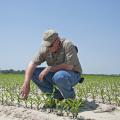 Don Cook, a research entomologist with the Mississippi Agricultural and Forestry Experiment Station and the Mississippi State University Extension Service's Delta Research and Extension Center, inspects young corn for early-season insect damage. (File photo by MSU Ag Communications/Kat Lawrence)