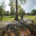 A woman walking on a sidewalk curved around a tall tree.