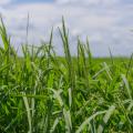 Rice field