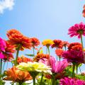 A group of zinnias with the sky in the background.