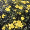 Yellow buttercup weeds.