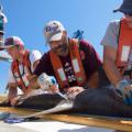 Three men, all wearing orange life vests and baseball caps, hold a shark, and the bearded man in the center prods the animal’s side with an orange-handled instrument.