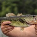 Largemouth Bass Fish