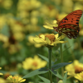 An orange butterfly on a yellow flower.