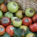 Red and green tomatoes with blossom end rot.