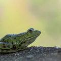 Green Frog.