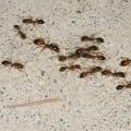 Fire ants