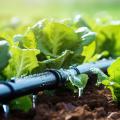 Irrigation watering system in a garden