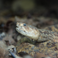 A diamondback rattlesnake