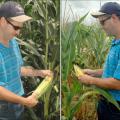 A late June check of an irrigated corn field, in Copiah County by Extension county director Shelby Bearden, showed well-developed ears and good yield potential.