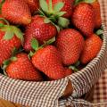 Mississippi strawberry growers began harvesting this popular fruit two weeks earlier than usual because of warmer temperatures statewide. (Photo by Kat Lawrence)