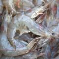 The bulk of the 1.137 million pounds of shrimp landed in Biloxi during the first two weeks of the season have been medium, 36- to 40-count shrimp. (Photo by MSU Ag Communications/Kat Lawrence)