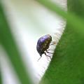 Kudzu bugs, an invasive soybean pest from Asia, were discovered mid-July in Vicksburg. Mississippi State University Extension Service entomologists are monitoring the state's soybean fields and say the insect can be controlled. (Photo by USDA-ARS /Richard Evans)