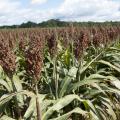 Mississippi's grain sorghum yields are projected to be 77 bushels per acre, an increase of 3 bushels per acre compared to 2011. (Photo by MSU Ag Communications/Kat Lawrence)