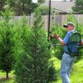 Christmas tree farmer Bob Shearer, of Purvis, uses a shearing machine to trim trees on his farm. Producers anticipate a 7 percent increase in Christmas tree sales this year. (Submitted photo)